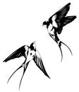 Illustration of a swallow on a white background. Symbol of freedom.