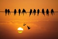 Swallows on the wire at sunset