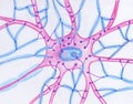 Synaptic endings on a motor neuron, illustration Royalty Free Stock Photo
