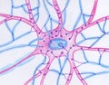 Synaptic endings on a motor neuron, illustration