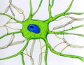 Synaptic endings on a neuron, illustration Royalty Free Stock Photo