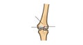Illustration of a synovial joint, featuring two bones with a clearly defined joint cavity. Royalty Free Stock Photo