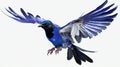 Taiwan blue magpie bird with wings spread, animals, birds