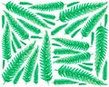 Illustration of Tassle Ferns on White Background