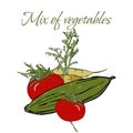 Illustration of Tasty Veggies. Royalty Free Stock Photo
