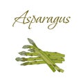 Illustration of Tasty Veggies. Vector Asparagus Royalty Free Stock Photo