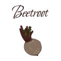 Illustration of Tasty Veggies. Vector Beetroot Royalty Free Stock Photo