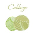 Illustration of Tasty Veggies. Vector Cabbage