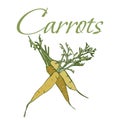 Illustration of Tasty Veggies. Vector Carrots