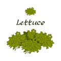 Illustration of Tasty Veggies. Vector Lettuce Royalty Free Stock Photo