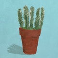 An illustration of a terracotta pot with a Rosemary plant