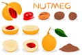 Illustration on theme big set different types spice nutmeg