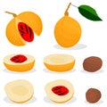 Illustration on theme big set different types spice nutmeg Royalty Free Stock Photo