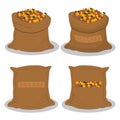 Illustration on theme big set different types spice nutmeg