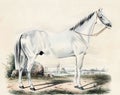 Illustration of thoroughbred horses.