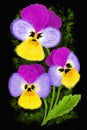 illustration of three colorful pansies in watercolor