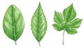 Illustration of three distinct types of green leaves with varying shapes and serrations Royalty Free Stock Photo