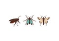 Three insects. From left to right: a brown cockroach (Blattodea) with Royalty Free Stock Photo