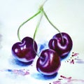 Illustration three juicy cherries painted in watercolor