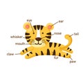 Tiger vocabulary part of body.vector