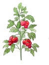 illustration of tomato bush, watercolor and pencil