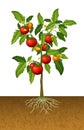 Tomato plant with root under the ground