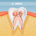 Illustration of tooth anatomy Royalty Free Stock Photo