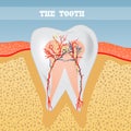 Illustration of tooth anatomy Royalty Free Stock Photo