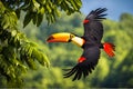 Illustration of toucan flying in the forest, green vegetation.