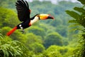 Illustration of toucan flying in the forest, green vegetation.