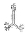 The illustration of the trachea in the old book die Anatomie des Menschen, by C. Heitzmann, 1875, Wien