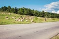 Carpathian Mountains in Romania - August 17, 2017: Shepherd and a a herd of sheep near the road, traditional farming in Romania