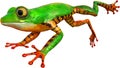 Tree Frog Jump, Jumping, Isolated, Wildlife