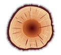 Illustration of tree ring background and saw cut tree trunk brown silhouette. Detailed texture of cracked slice of tree.