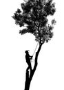 Illustration of a Tree Surgeon