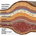 Illustration of a tree trunk cross-section highlighting different layers Royalty Free Stock Photo