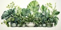 Illustration of trendy tropical green plants - monstera, monstera, palm and ficus