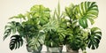 Illustration of trendy tropical green plants in pots - monstera, monstera, palm and ficus