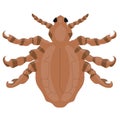 Illustration of a Crab louse Royalty Free Stock Photo