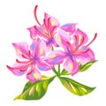 Illustration of tropical azalea flower.