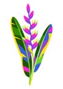 Illustration of tropical heliconia flower.