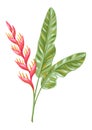 Illustration of tropical heliconia flower.