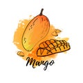 Illustration of tropical mango fruit. Vector watercolor background. Graphics for cocktails, fresh juice design. Natural