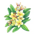 Illustration of tropical resort flowers frangipani plumeria.