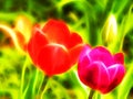 Illustration of a tulip flower in a neon light Royalty Free Stock Photo