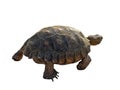 Clipart of wild desert tortoise Gopherus Agassizii from behind isolated on white
