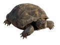 Clipart of wild desert tortoise Gopherus Agassizii isolated on white