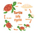 Illustration of a turtle life cycle. Reproduction of turtles in the wild. Vector illustration