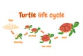 Illustration of a turtle life cycle. Reproduction of turtles in the wild. Vector illustration