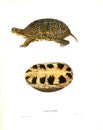 Illustrations of animal.